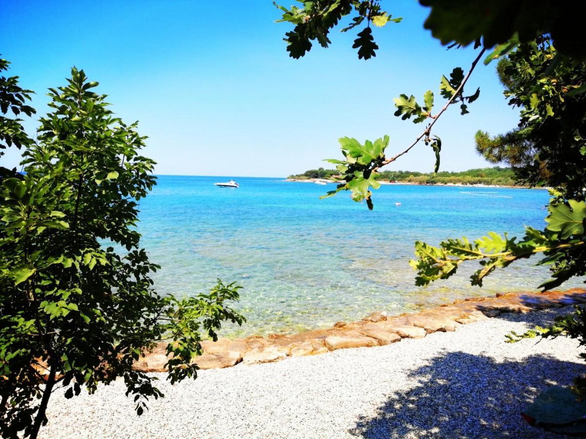7 Palmi Novigrad *